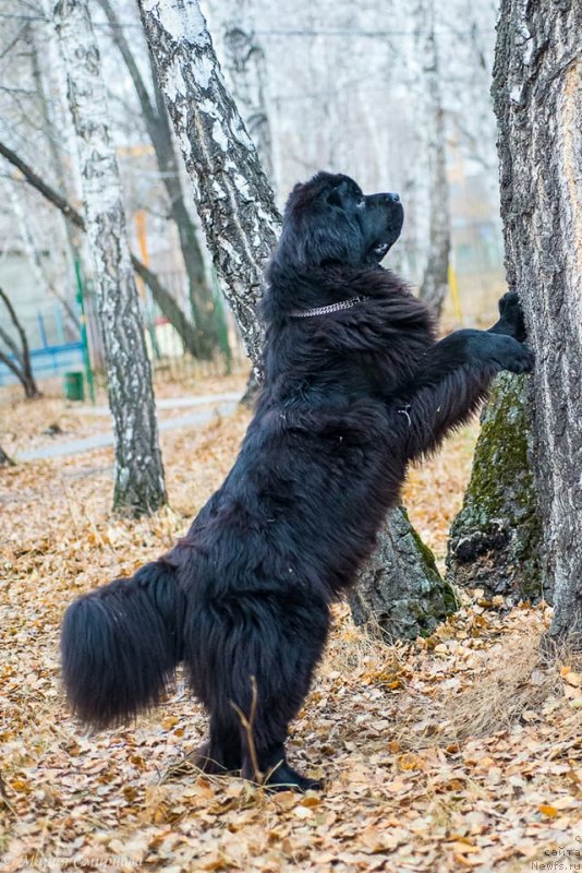 Фото: ньюфаундленд Ньюфорт Жорджия