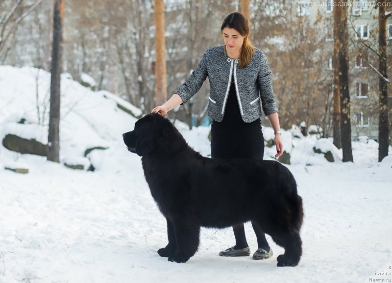 Фото: ньюфаундленд Акватория Келвин Лакшери