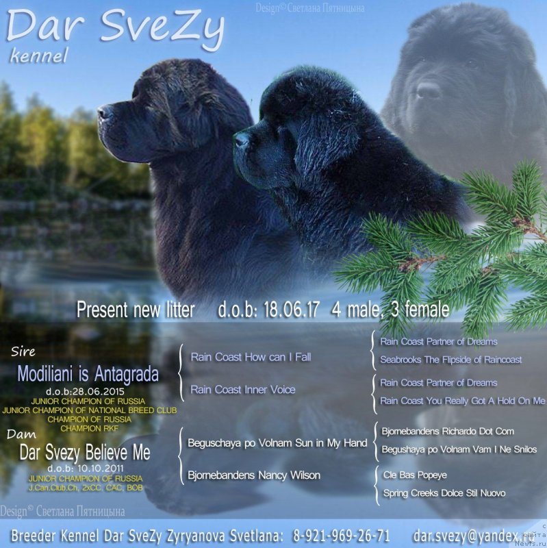 Фото: ньюфаундленд Дар Свезы Белив Ми (Dar Svezy Believe Me), ньюфаундленд Модильяни из Антаграда (Modiliani is Antagrada), ньюфаундленд Дар Свезы Дюшесс Дю Буа (Dar Svezy Dyuschess Dyu Bua)