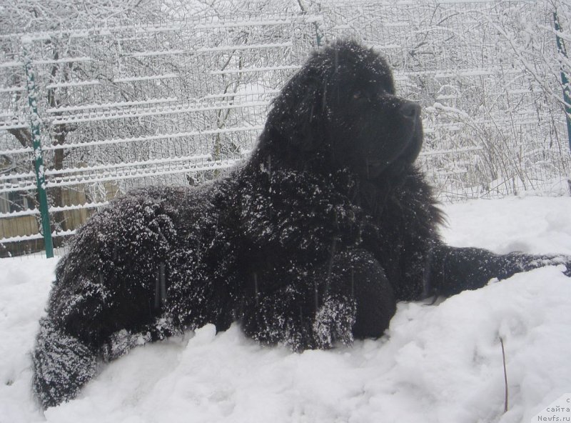 Фото: ньюфаундленд Дар Свезы Фелисити-Феличита