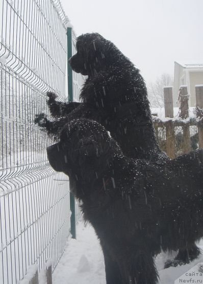 Фото: ньюфаундленд Дар Свезы Белив Ми (Dar Svezy Believe Me), ньюфаундленд Дар Свезы Екслибрис
