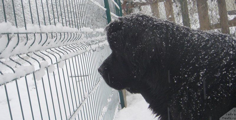 Фото: ньюфаундленд Дар Свезы Екслибрис