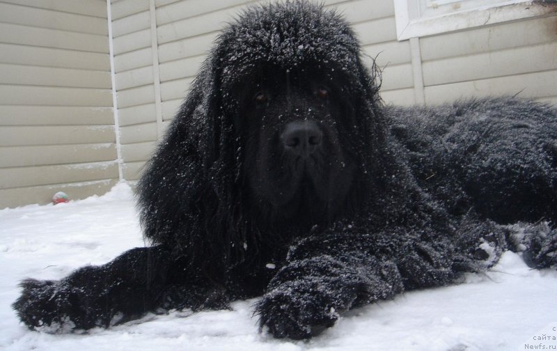Фото: ньюфаундленд Дар Свезы Експрофессо