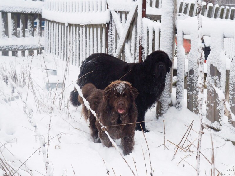 Фото: ньюфаундленд Браунблад МСК Дэлиция Шари (Brownblood MSK Delicia Shari)