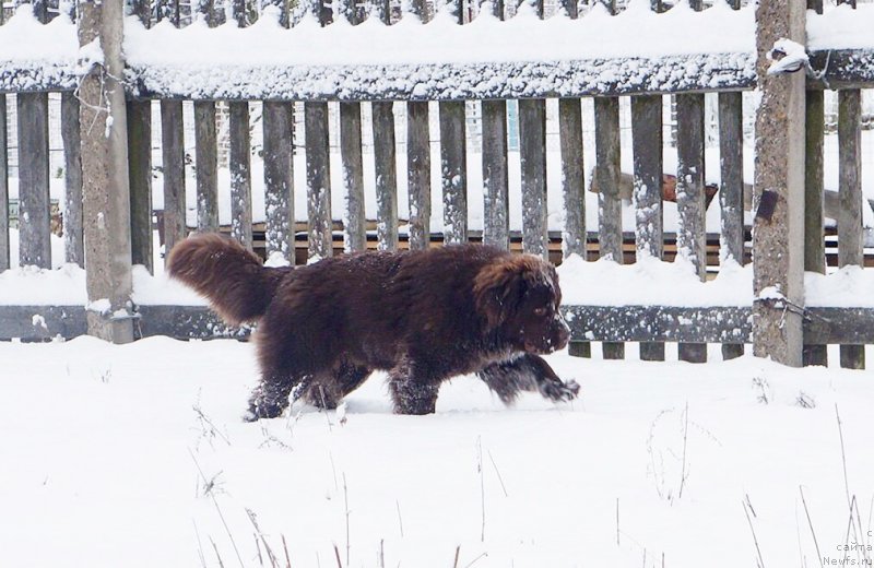 Фото: ньюфаундленд Браунблад МСК Дэлиция Шари (Brownblood MSK Delicia Shari)