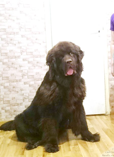 Фото: ньюфаундленд Браунблад МСК Даймонд Макс