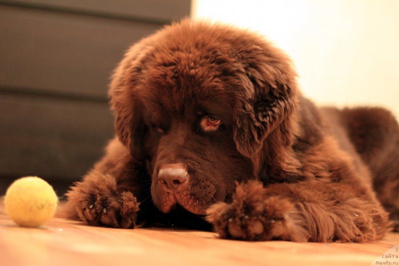 Фото: ньюфаундленд Браунблад МСК Даймонд Макс