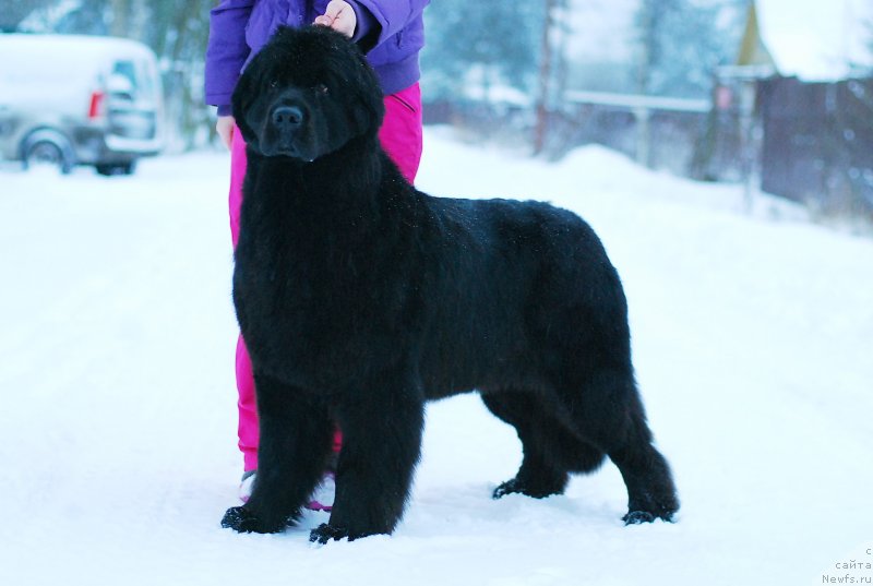 Фотография № 232698