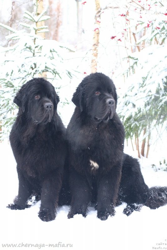 Фотография № 232699