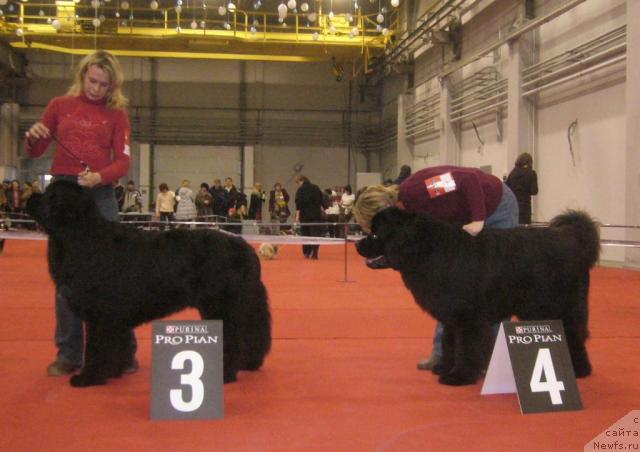 Фото: ньюфаундленд Маг Исполин Жгучий Брюнет, ньюфаундленд Армани Империал