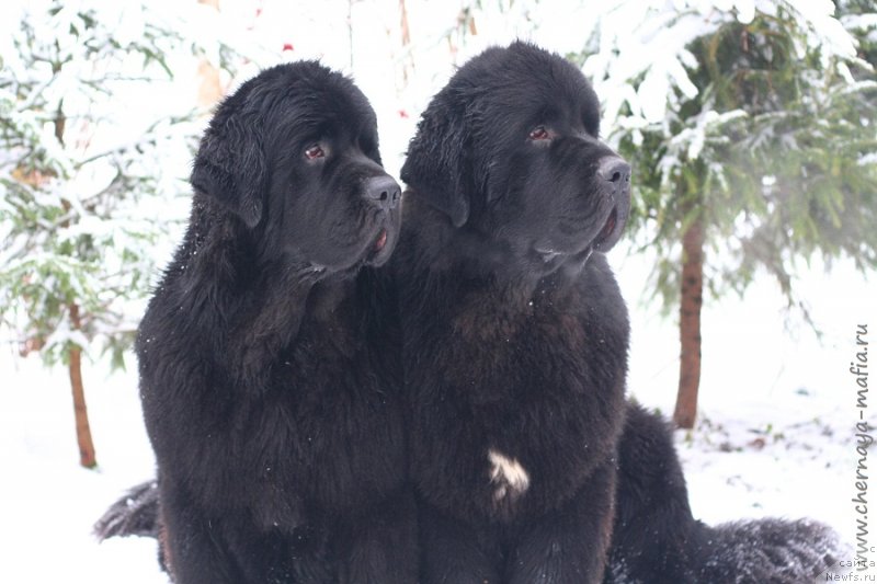 Фото: ньюфаундленд Черная Мафия Бекаусе И Ам Вортх Ит (Chernaya Mafia Because I Am Worth It), ньюфаундленд Черная Мафия Бе Коол (Chernaya Mafia Be Cool)