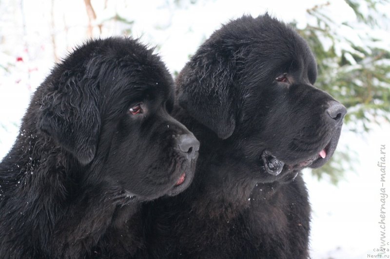 Фото: ньюфаундленд Черная Мафия Бекаусе И Ам Вортх Ит (Chernaya Mafia Because I Am Worth It), ньюфаундленд Черная Мафия Бе Коол (Chernaya Mafia Be Cool)