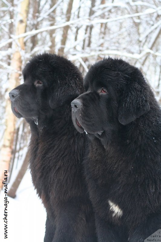 Фотография № 232708