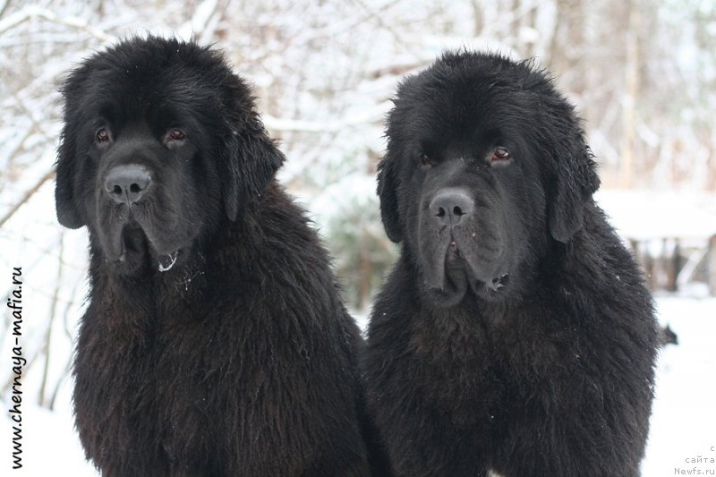 Фотография № 232709