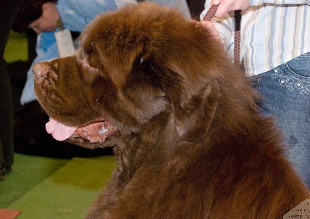 Фото: ньюфаундленд Настоящий Шик от Сибирского Медведя (Nastoyaschiy Shik ot Sibirskogo Medvedya)