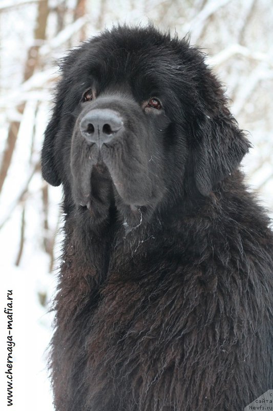 Фотография № 232710