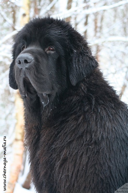 Фотография № 232712