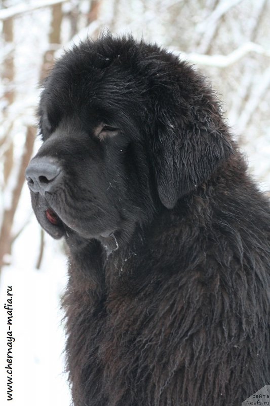 Фотография № 232713