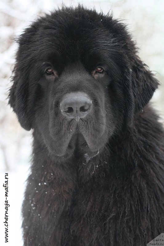 Фотография № 232714