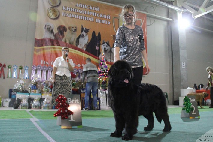 Фото: ньюфаундленд Лаура с Берега Дона (Laura s Berega Dona), Татьяна Киреева