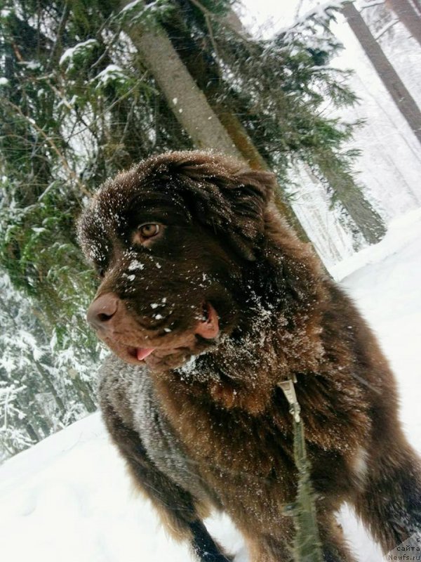 Фото: ньюфаундленд Браунблад МСК Дрими Эйн (Brownblood MSK Drimi Ein)
