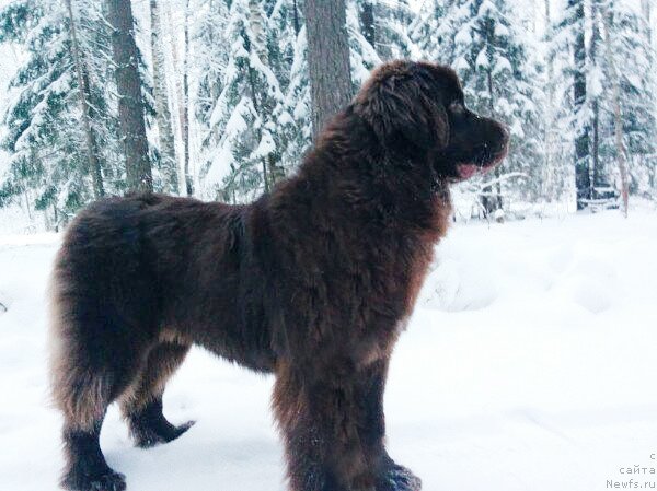 Фото: ньюфаундленд Браунблад МСК Дрими Эйн (Brownblood MSK Drimi Ein)