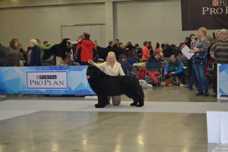 Фото: ньюфаундленд Баффи (Baffi)