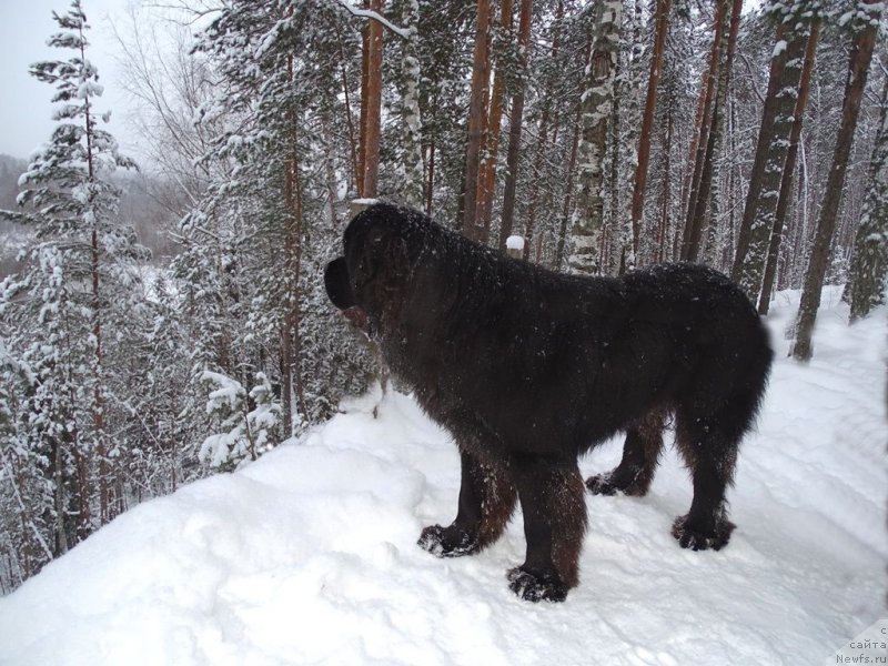 Фотография № 232730