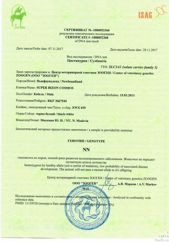 Фото: ньюфаундленд Супер Бизон Космос (Super Bizon Cosmos)