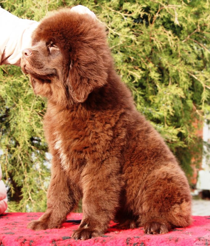 Фото: ньюфаундленд Жемчужина Кубани Краснодарская Княжна