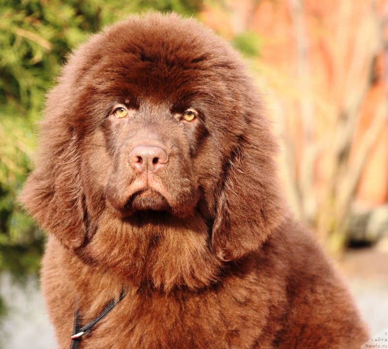 Фото: ньюфаундленд Жемчужина Кубани Краснодарская Княжна