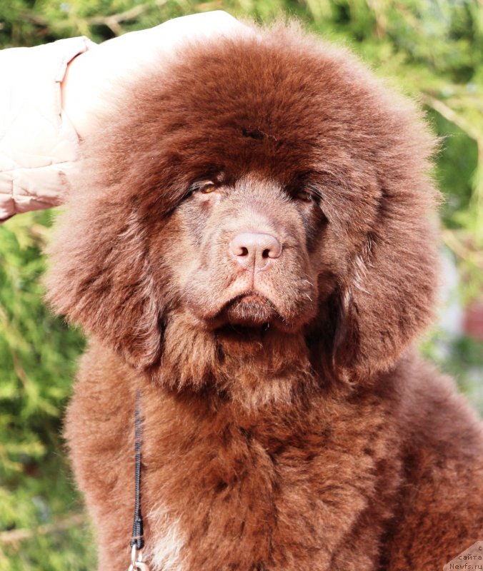 Фото: ньюфаундленд Жемчужина Кубани Краснодарская Княжна