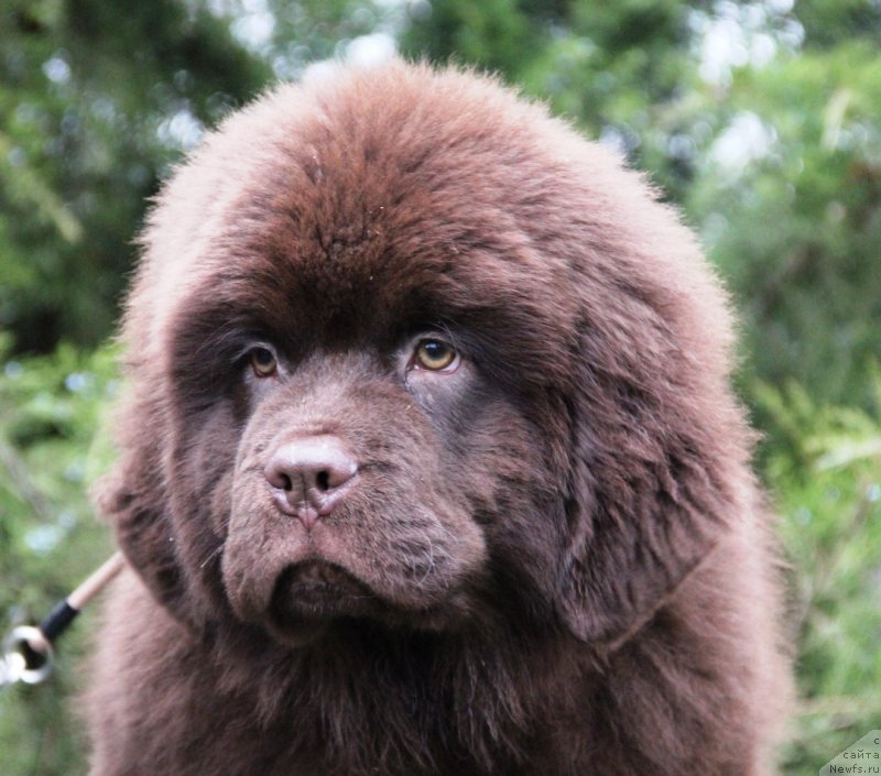 Фото: ньюфаундленд Жемчужина Кубани Князь Краснодара