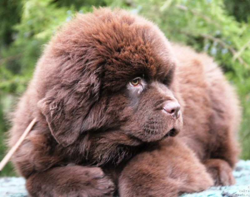 Фото: ньюфаундленд Жемчужина Кубани Князь Краснодара