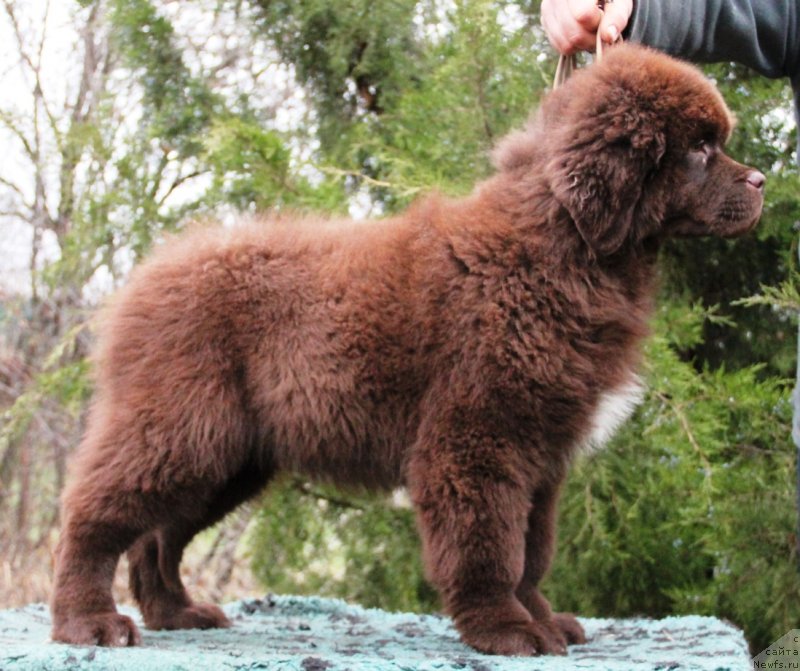 Фото: ньюфаундленд Жемчужина Кубани Князь Краснодара