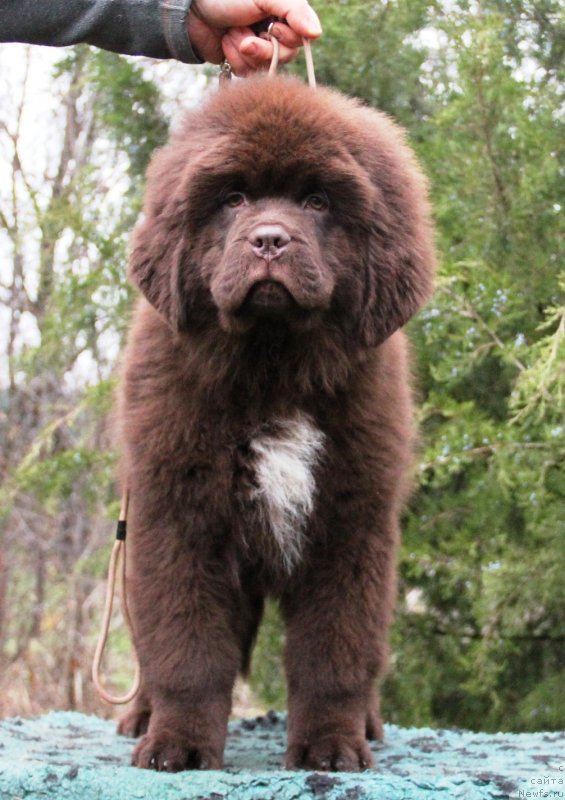 Фото: ньюфаундленд Жемчужина Кубани Князь Краснодара