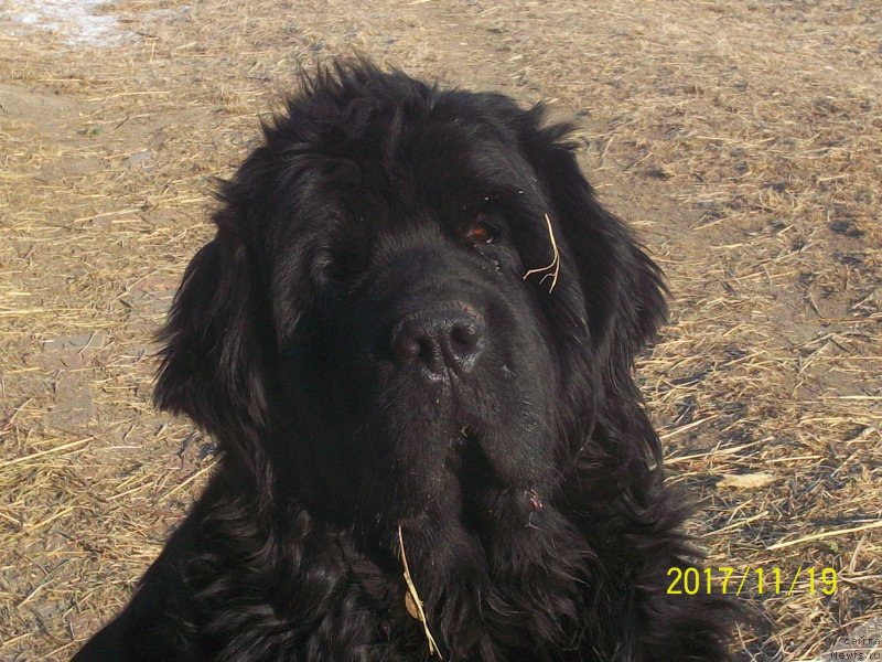 Фото: ньюфаундленд Супер Премиум Немессис