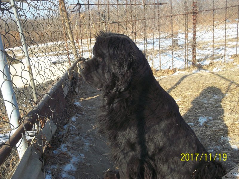 Фото: ньюфаундленд Супер Премиум Немессис