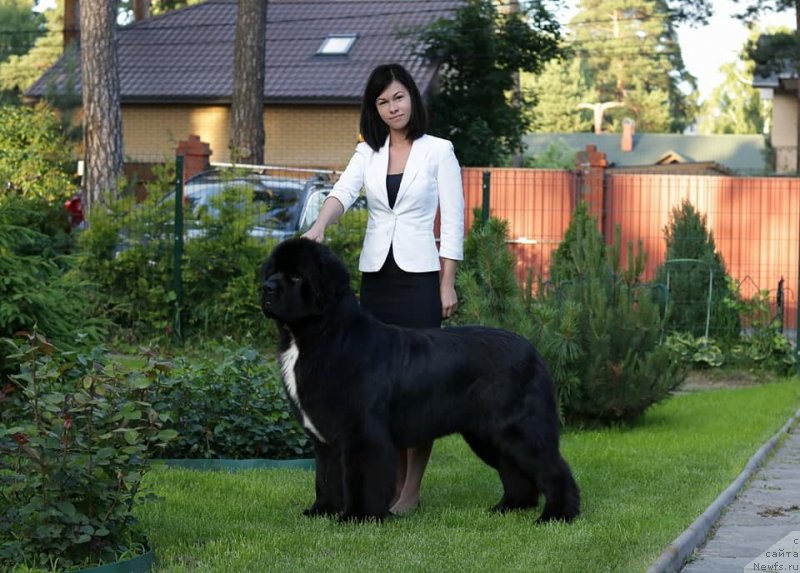 Фото: ньюфаундленд Corporevaill Dom Perignon