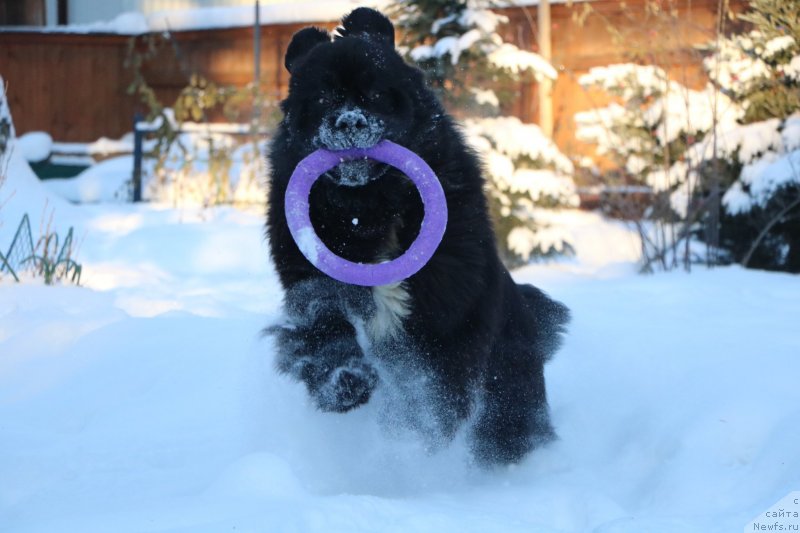 Фото: ньюфаундленд Corporevaill Dom Perignon