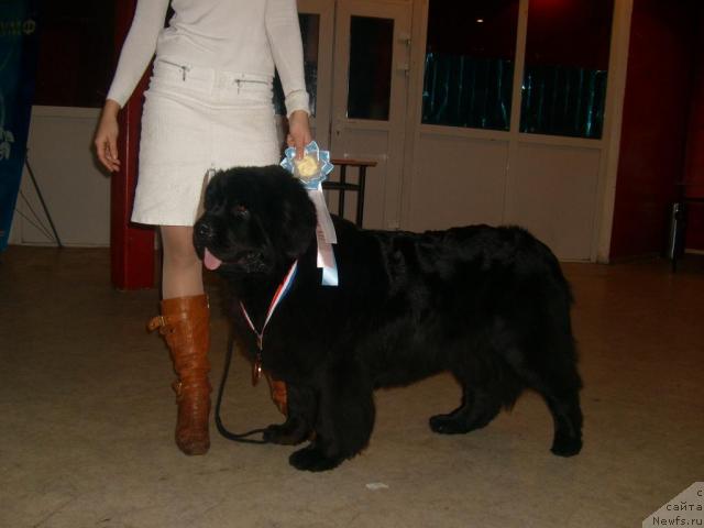 Фото: ньюфаундленд Оттава (Ottava)