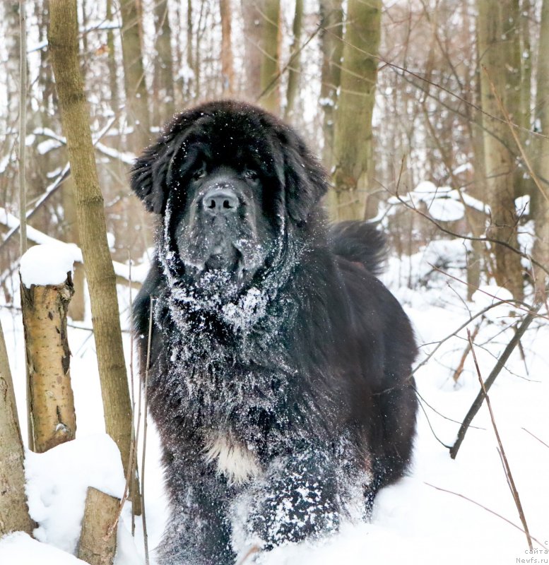 Фото: ньюфаундленд Corporevaill Dom Perignon