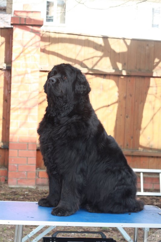 Фото: ньюфаундленд Севертан Хиз Мажести (Severtan His Majesty)
