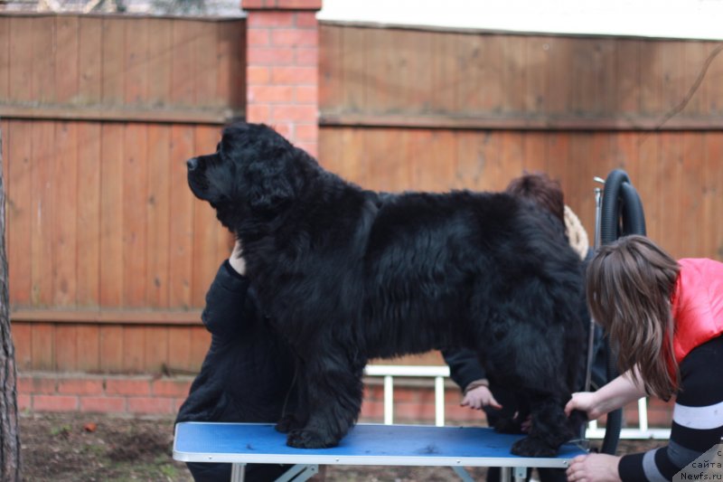 Фото: ньюфаундленд Севертан Хиз Мажести (Severtan His Majesty)