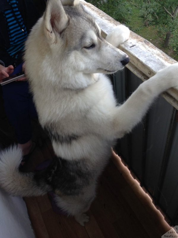 Фотография № 232759