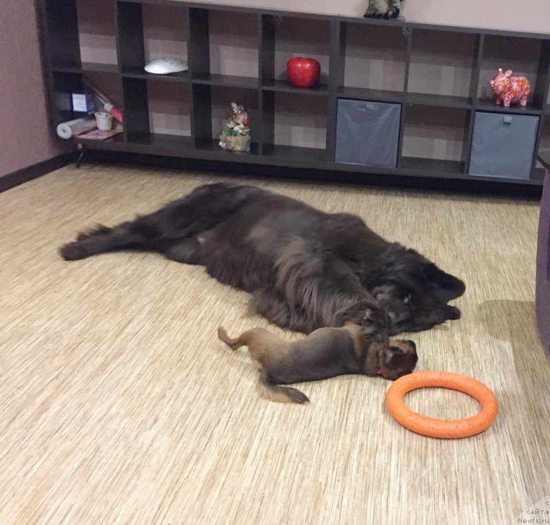 Фото: ньюфаундленд Сверкающая Гора Машаме (Sverkayuzhaya Gora Mashame)