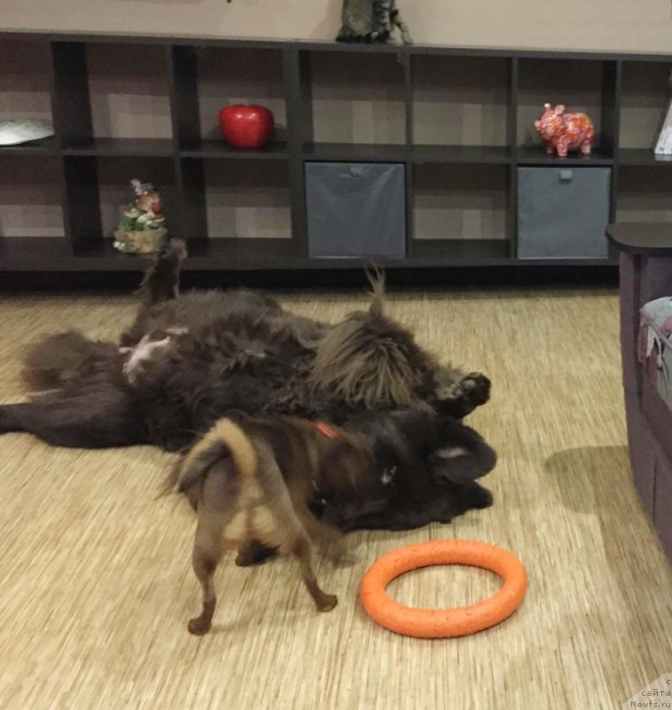 Фото: ньюфаундленд Сверкающая Гора Машаме (Sverkayuzhaya Gora Mashame)