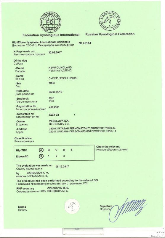 Фото: ньюфаундленд Супер Бизон Ришар