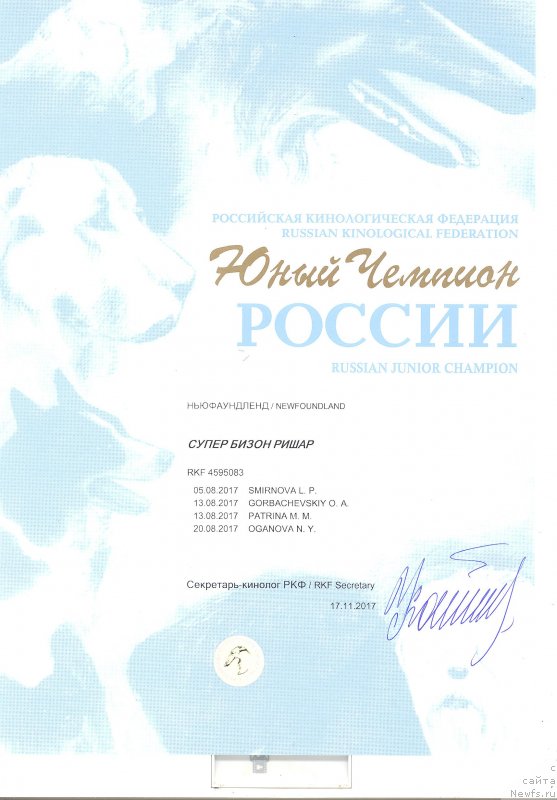 Фото: ньюфаундленд Супер Бизон Ришар