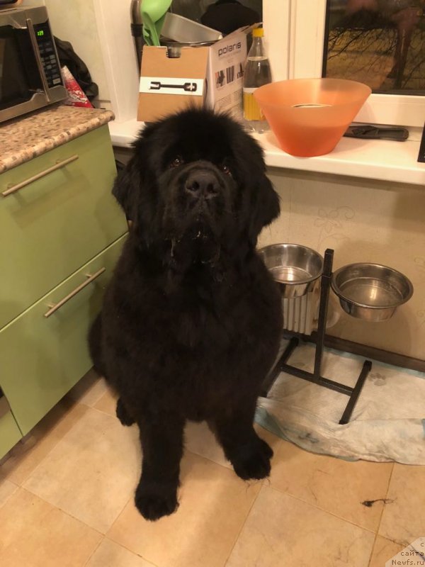 Фото: ньюфаундленд Соул оф Роуз Азура